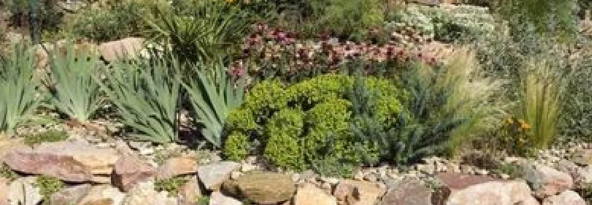 Steingarten mit blühenden Pflanzen